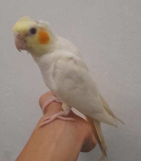 طوطی عروس|پرنده|رشت, حمیدیان|دیوار