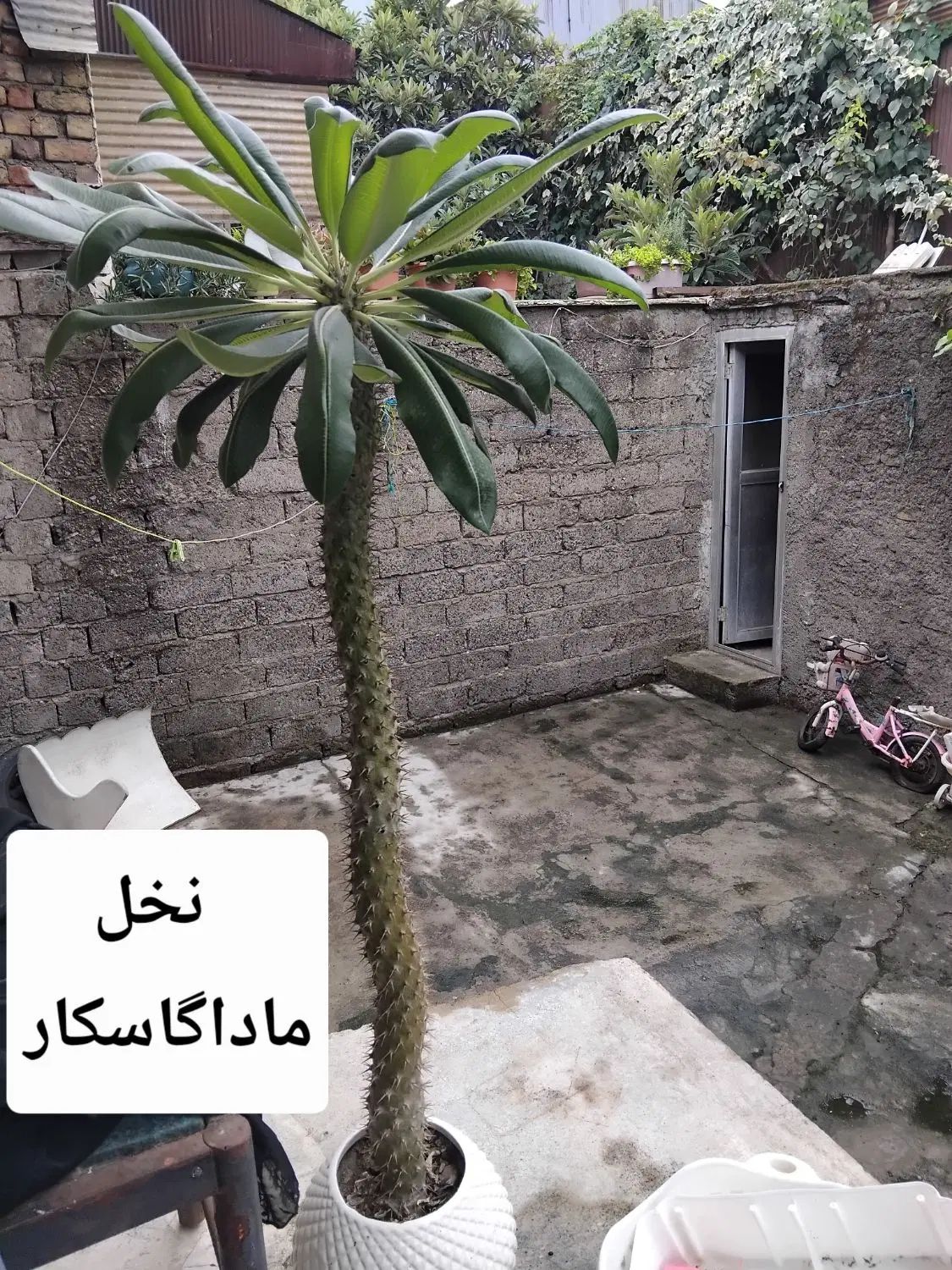 نخل ماداگاسکار|گل و گیاه طبیعی|رشت, پل تالشان|دیوار