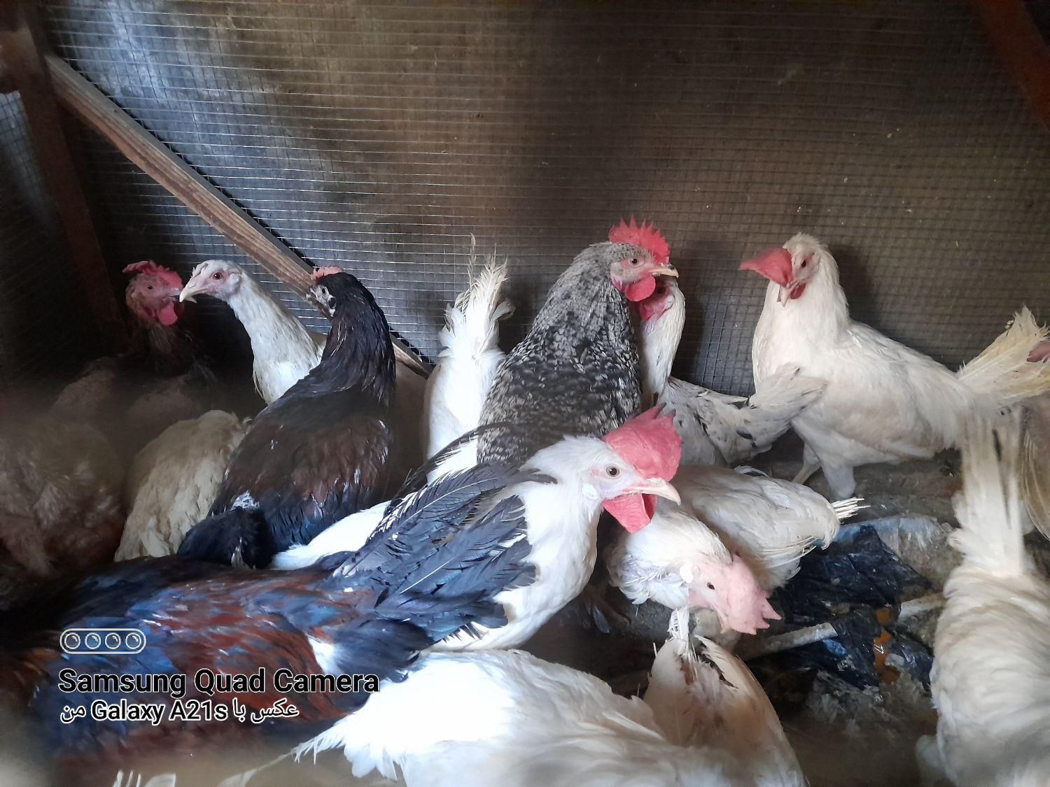 مرغ و خروس زنده. مرغ . خروس خونی. گوشتی خانگی|حیوانات مزرعه|مشهد, قائم|دیوار