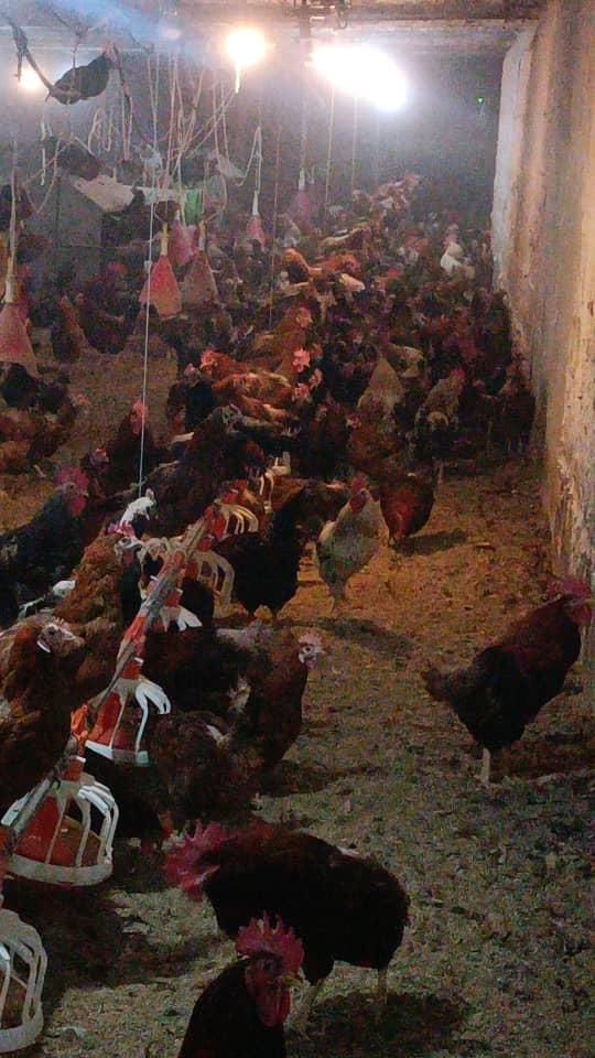 مرغ گلپایگان تخمگذار رسمی بومی محلی  خروس گوشتی|حیوانات مزرعه|تهران, صادقیه|دیوار
