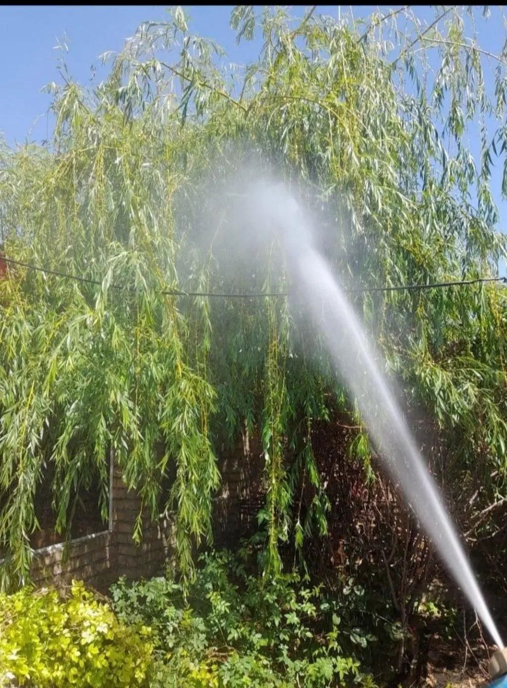 خدمات باغبانی وهرس کردن|خدمات باغبانی و درختکاری|مشهد, توس (بلوار توس)|دیوار