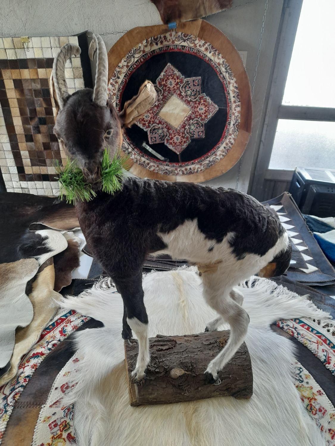 دکوری بزغاله|صنایع دستی و سایر لوازم تزئینی|تبریز, |دیوار