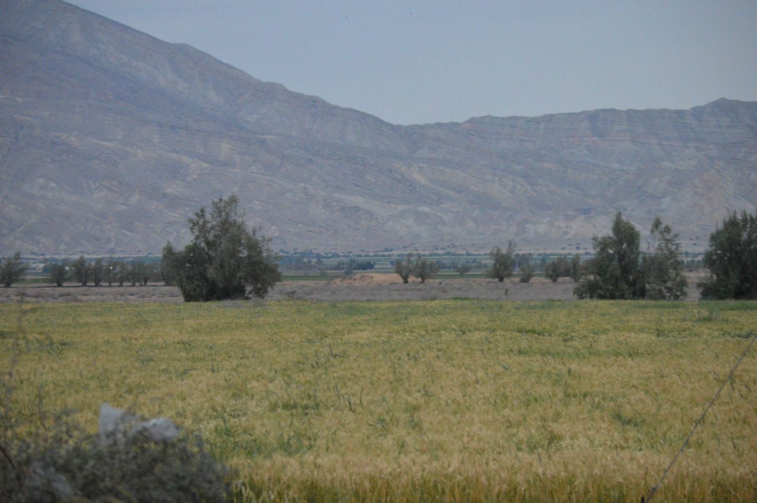 فروش و اجاره ده هکتار|فروش دفتر صنعتی، کشاورزی، تجاری|دهرم, |دیوار