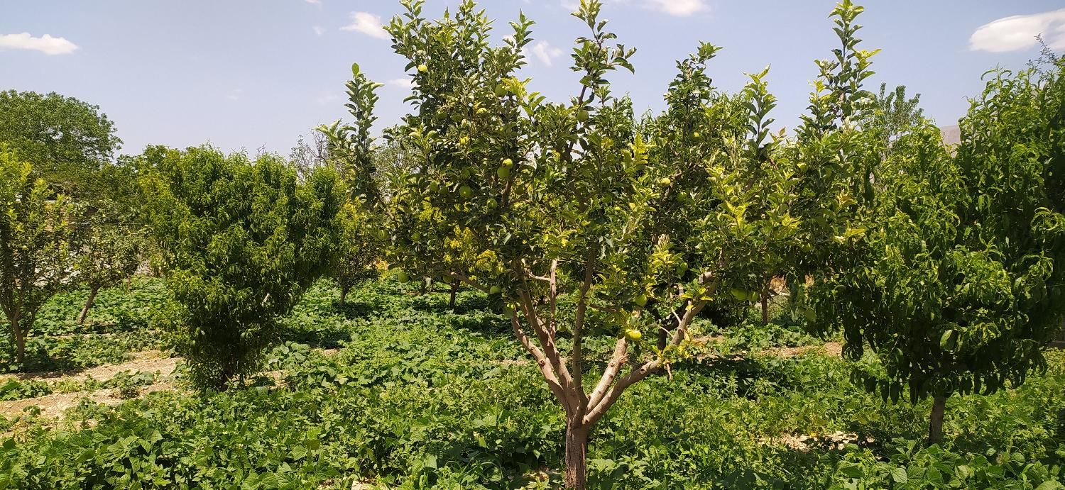 زمین زراعی و باغ|فروش زمین و ملک کلنگی|تهران, صفا|دیوار