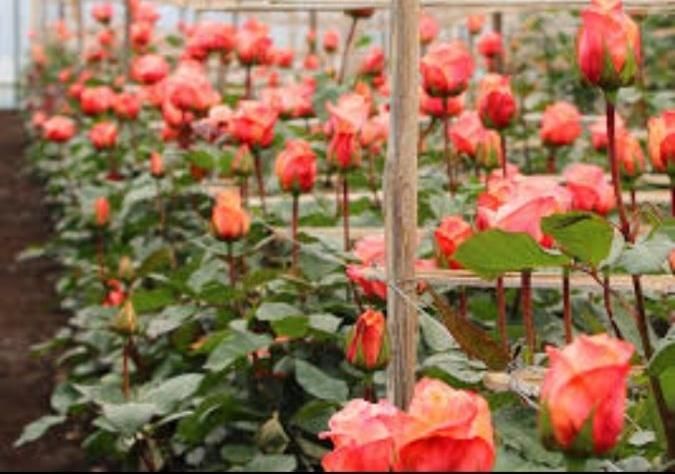 جویا کاری سرایداری گلخانه ای دائمی|استخدام سرایداری و نظافت|یزد, |دیوار