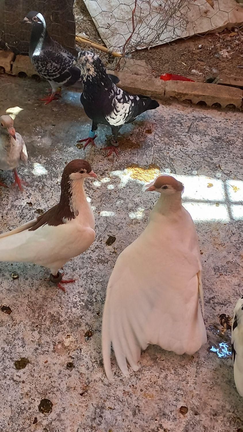 ۱جفت ساده خال|پرنده|گنبد کاووس, |دیوار