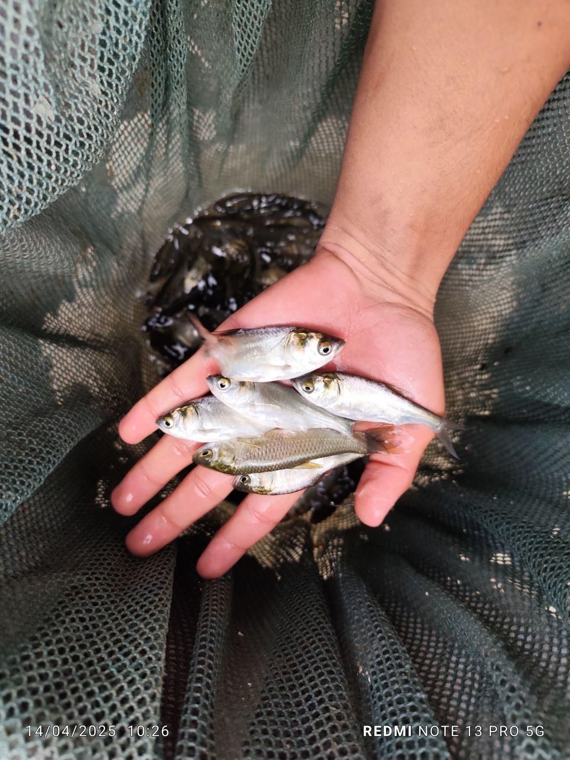 کپور امور اصلاح نژاد شده تاتار|ماهی|همدان, |دیوار