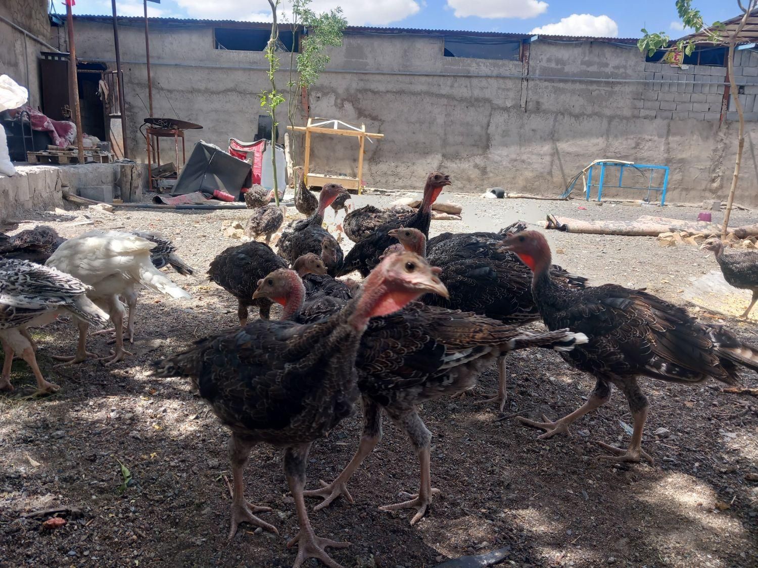 بوقلمون|حیوانات مزرعه|مشهد, هفده شهریور|دیوار