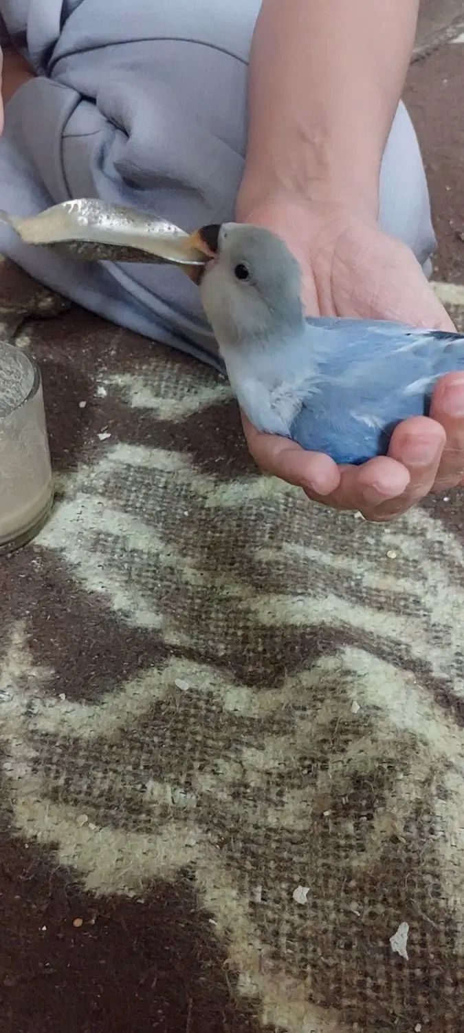 نروماده آلبینووکوتوله سرلاکی ودونخور|پرنده|کاشان, رجایی|دیوار