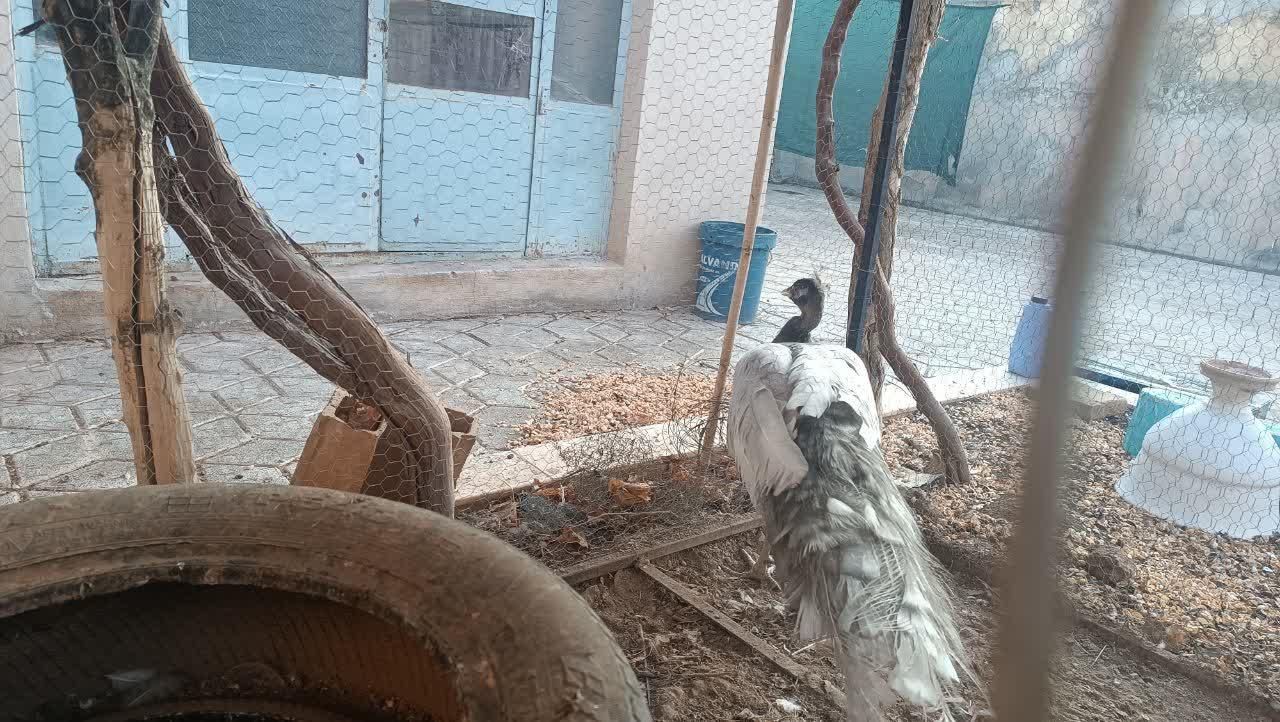 طاووس شکلاتی شانه سیاه ، اوپال و ویولت ، لیدی|پرنده|کاشمر, |دیوار