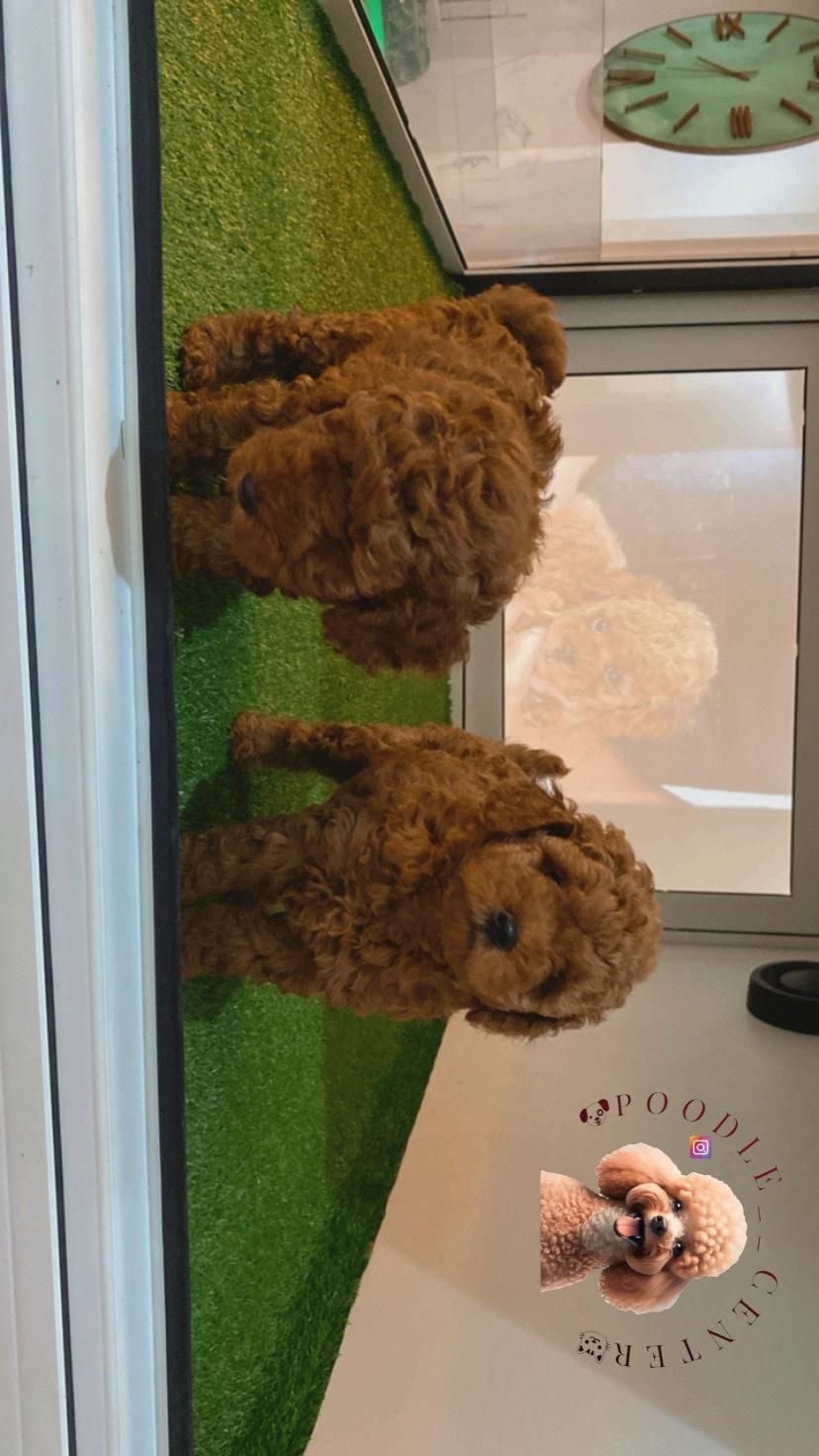 توی پودل ۱۰۰٪ اصیل از مولدین وارداتی|سگ|رشت, گلسار|دیوار