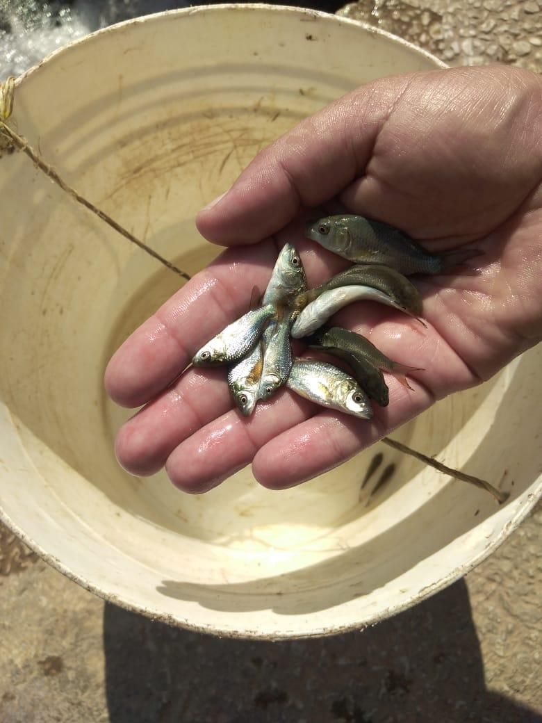 کپور  پر طلایی|ماهی|زنجان, |دیوار