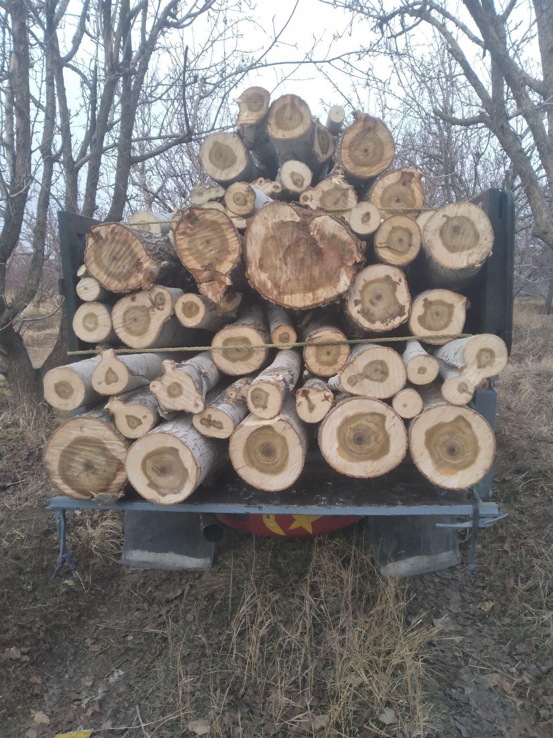 سلام خریدار انواع مختلف درخت|خدمات باغبانی و درختکاری|ارومیه, |دیوار