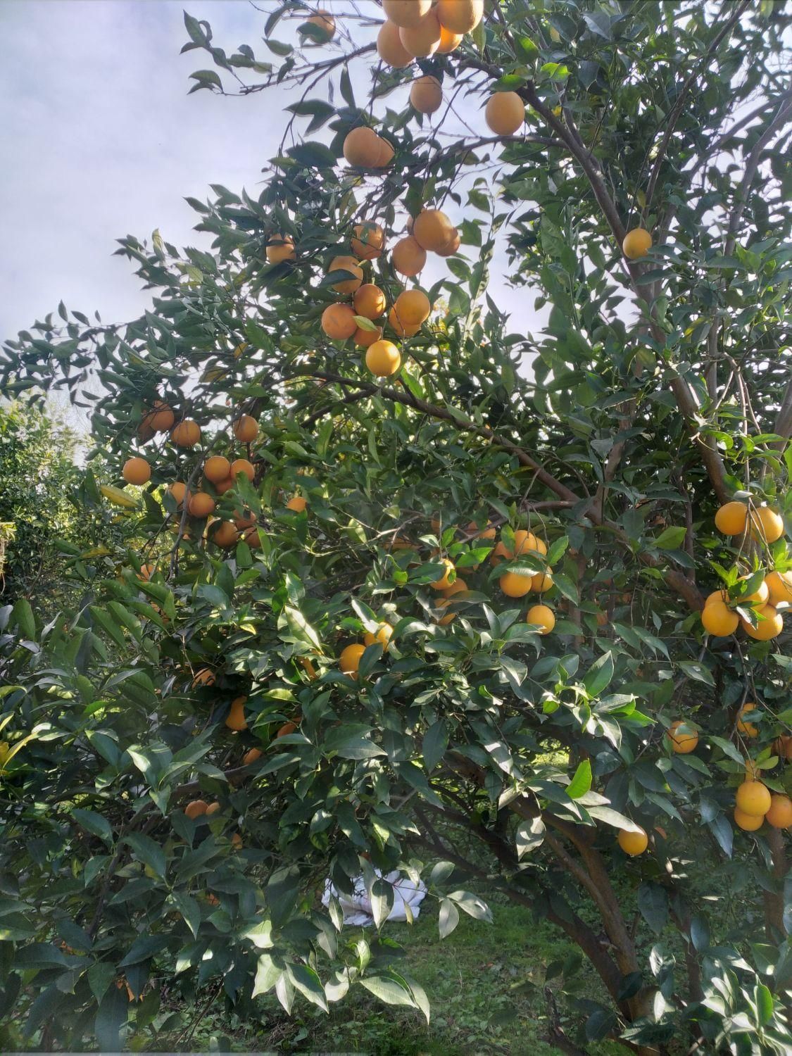 فروش زمین مسکونی ۱۸۰۰ متری در محیطی عالی|فروش زمین و ملک کلنگی|قائم‌شهر, |دیوار
