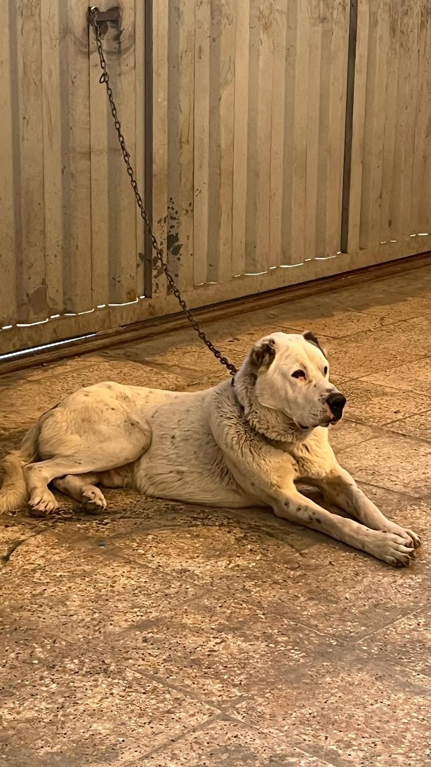 سگ الابای|سگ|تهران, شهرک استقلال|دیوار