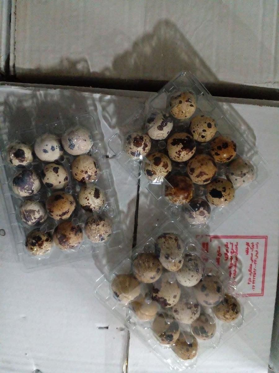 بهداشتی پک بسته بندی تخم بلدرچین|ظروف نگهدارنده، پلاستیکی، یکبارمصرف|زنجان, |دیوار