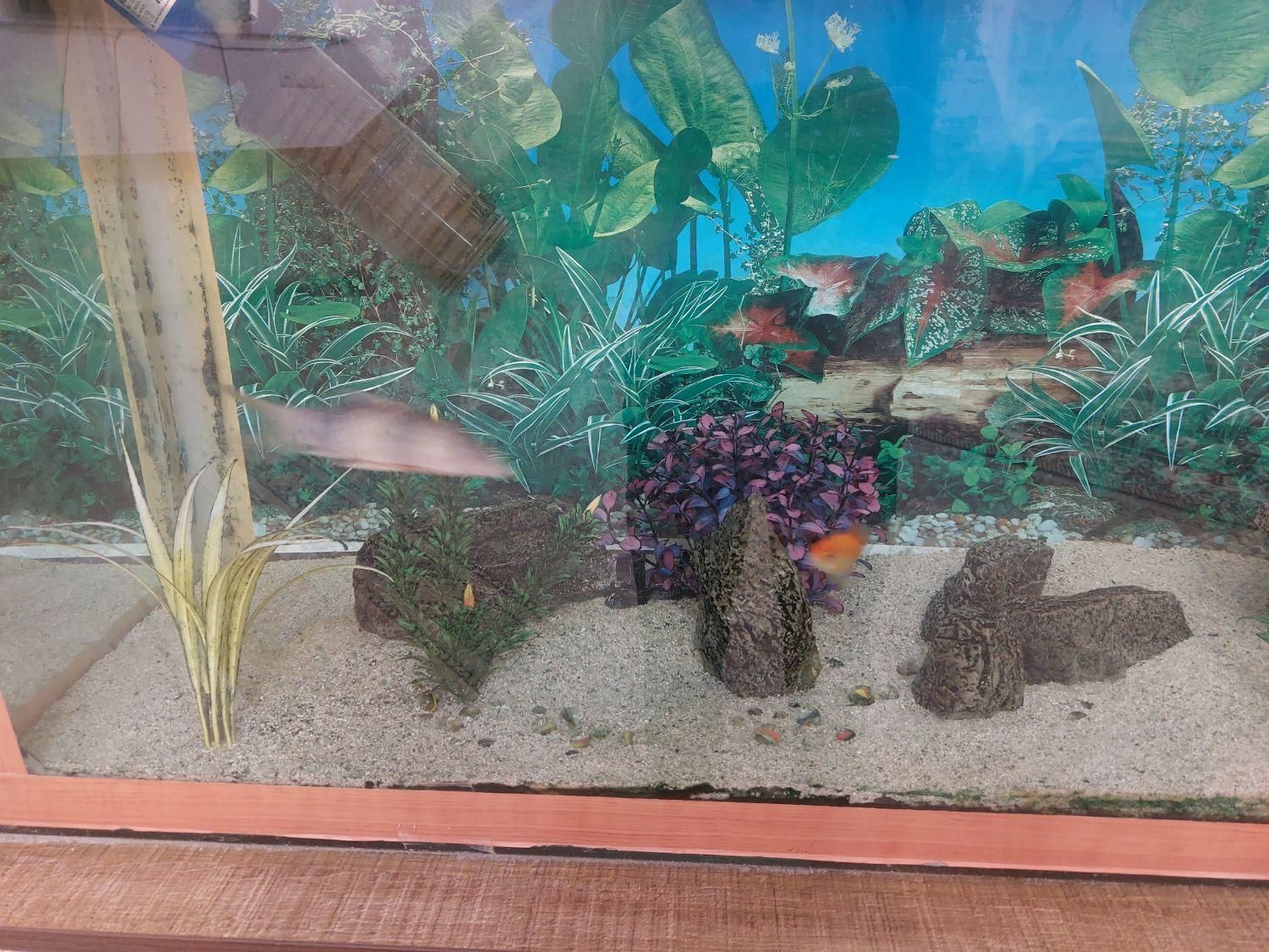 فروش آکواریوم بزرگ|ماهی|شهرکرد, |دیوار