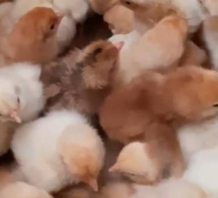 جوجه تخمگذار لوهمن نسل اول اصیل|حیوانات مزرعه|تهران, بازار|دیوار