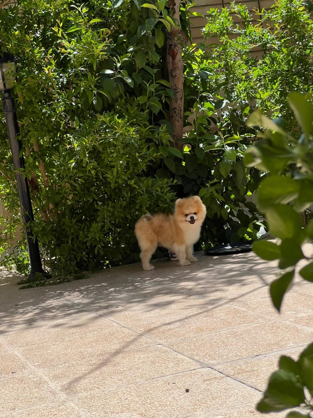 خرسی بوفیس نر جفتگیری|سگ|اصفهان, سپاهانشهر|دیوار