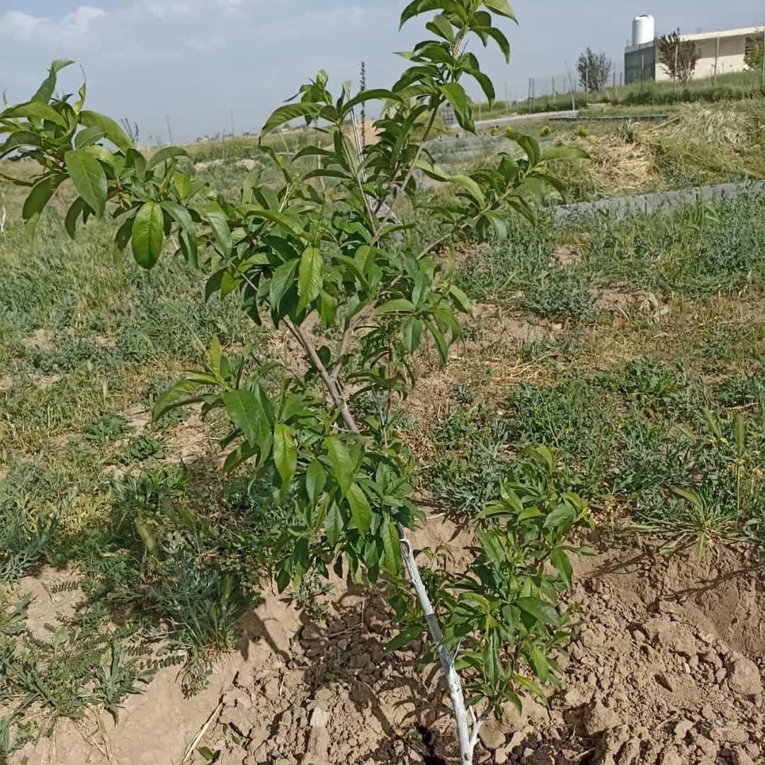 فروش باغشهری در بیضا|فروش زمین و ملک کلنگی|شیراز, شهرک گلستان شمالی|دیوار