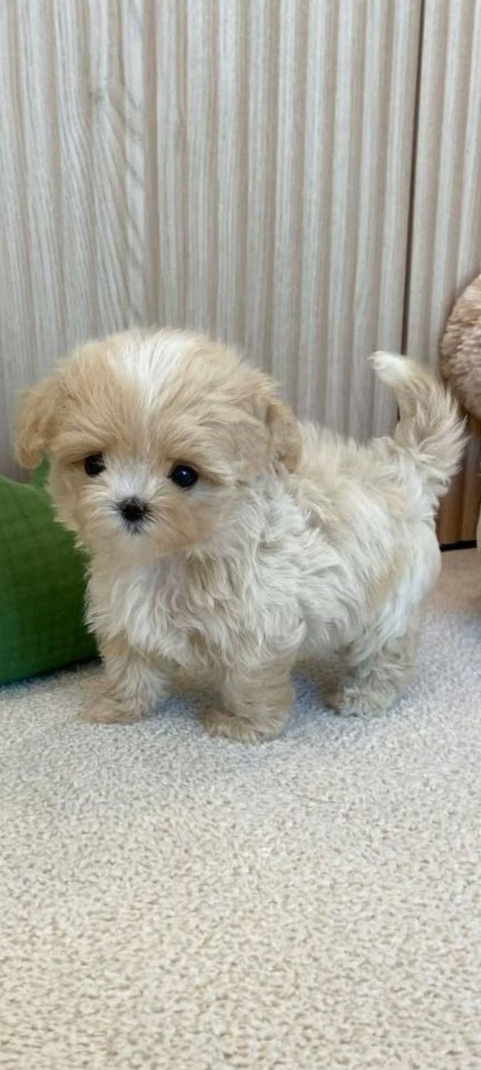 مالتیز جیبی اپارتمانی|سگ|تهران, مرزداران|دیوار