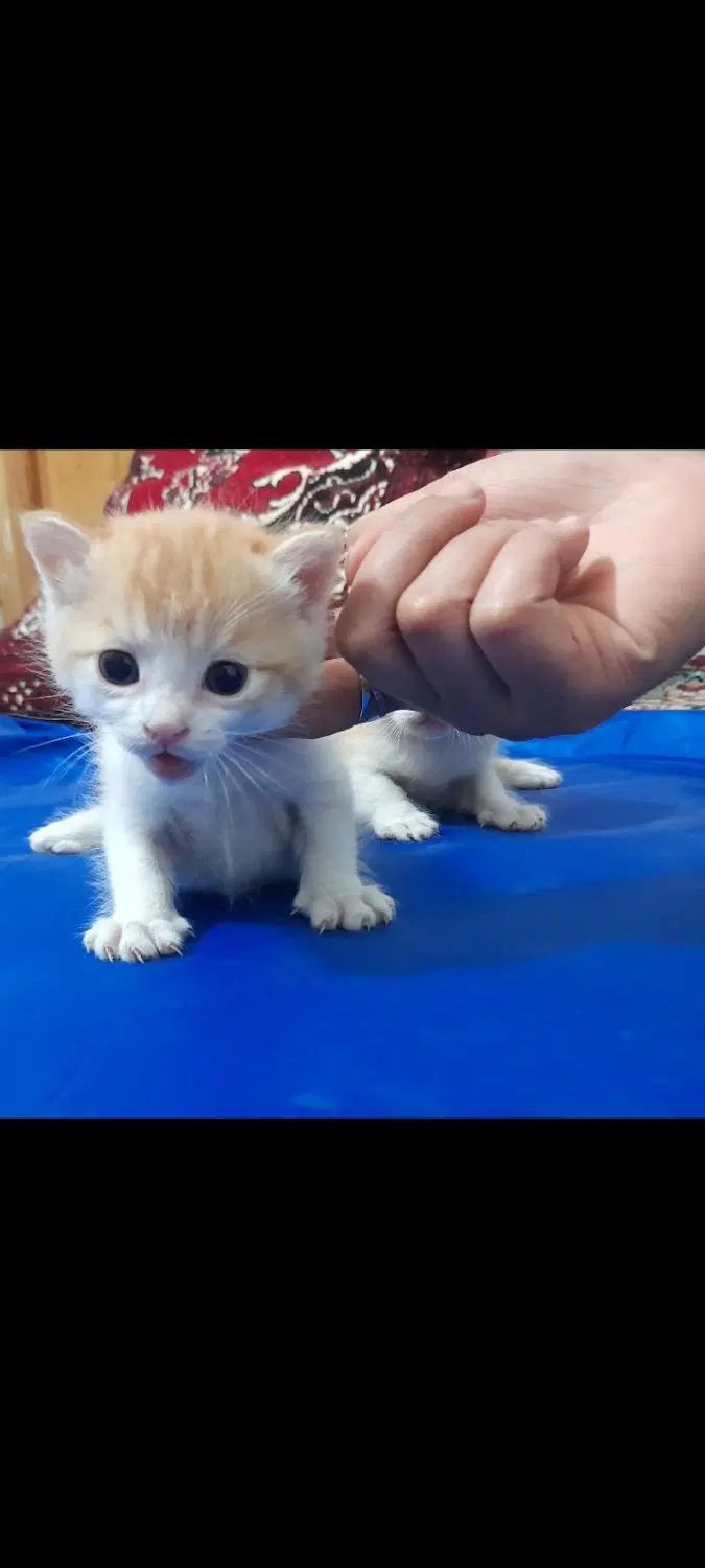 واگذاری گربه|گربه|مشهد, گلبرگ شمالی|دیوار