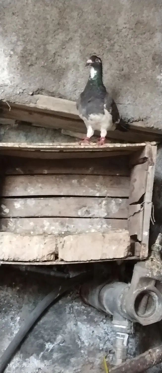 کبوتر .کفتر|پرنده|مشهد, شهرک ابوذر|دیوار