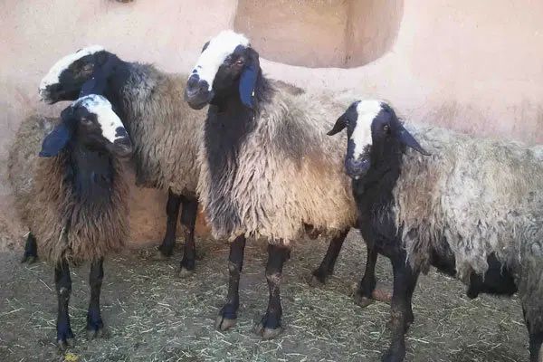 گوسفند داشتی و پرواری|حیوانات مزرعه|اصفهان, شهرستان|دیوار