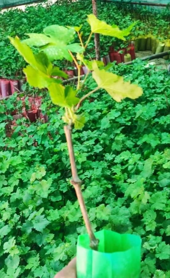 نهال گلدانی انگور تجاری خارجی|گل و گیاه طبیعی|سنندج, |دیوار