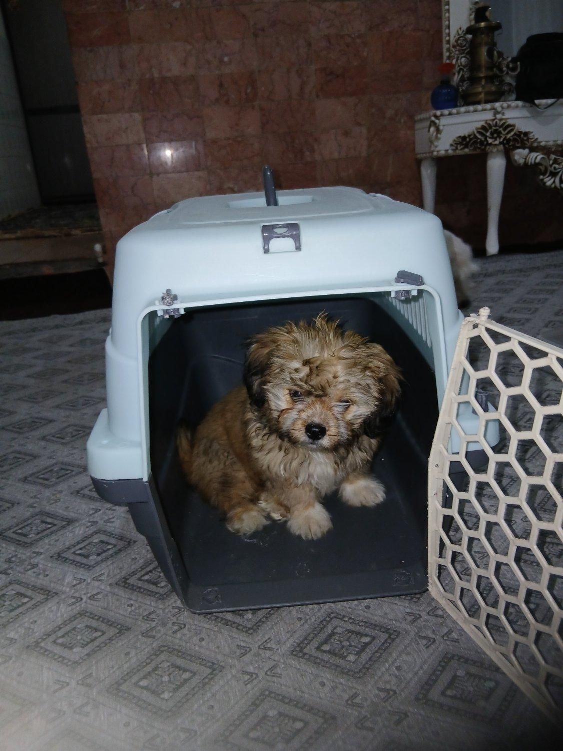 باکس سگ سایز مینی در حد نو ب فروش میرسد|لوازم جانبی حیوانات|پاکدشت, حصار امیر|دیوار