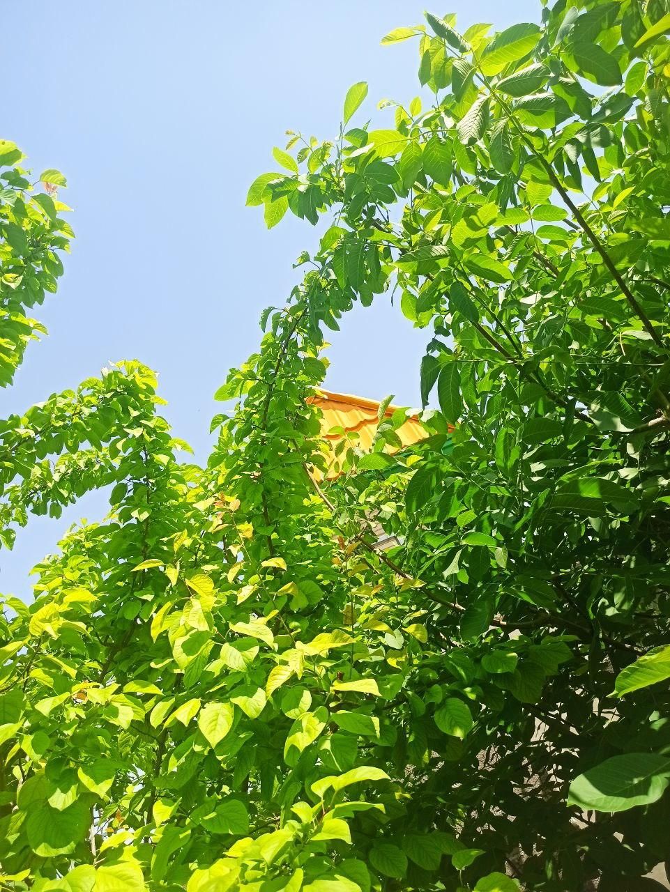 باغ و باغچه ۱۷۰ متری درختان ۱۲ ساله قدیمی|فروش زمین و ملک کلنگی|تهران, امیریه|دیوار