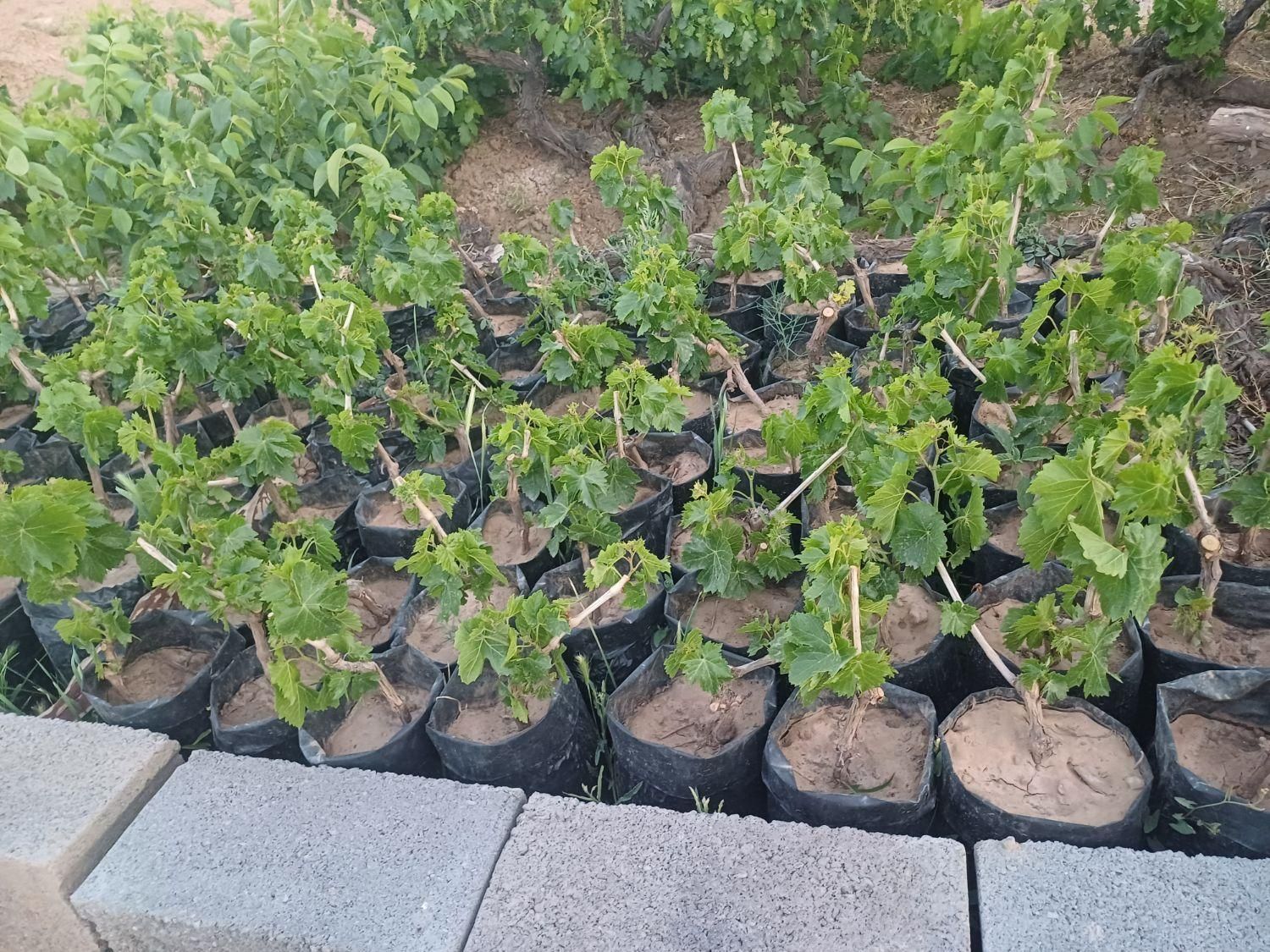 نهال انگور|حراج|تاکستان, |دیوار