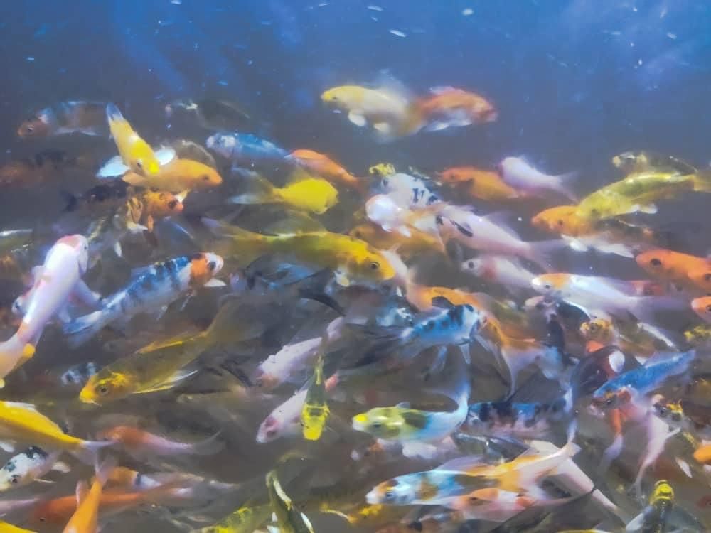 ماهی کوی با کیفیت و نژاددار با تنوع رنگ|ماهی|تهران, وردآورد|دیوار