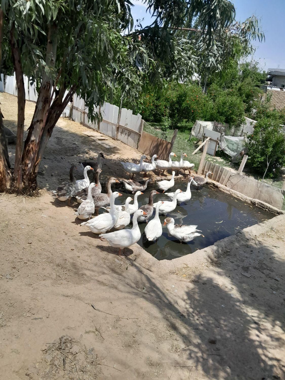 فروش غاز .مرغ .خروس .اردک خارجی|حیوانات مزرعه|بندر ترکمن, |دیوار