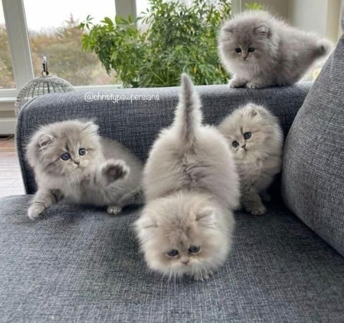 تعدادی گربه ملوس/واکسن زده/با تایید سلامت واصالت|گربه|تهران, شهرک غرب|دیوار