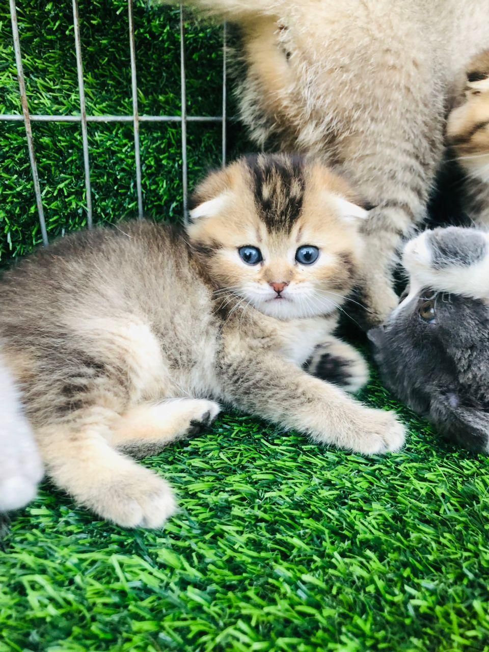 تعدادی توله گربه اسکاتیش|گربه|مشهد, وکیل‌آباد|دیوار