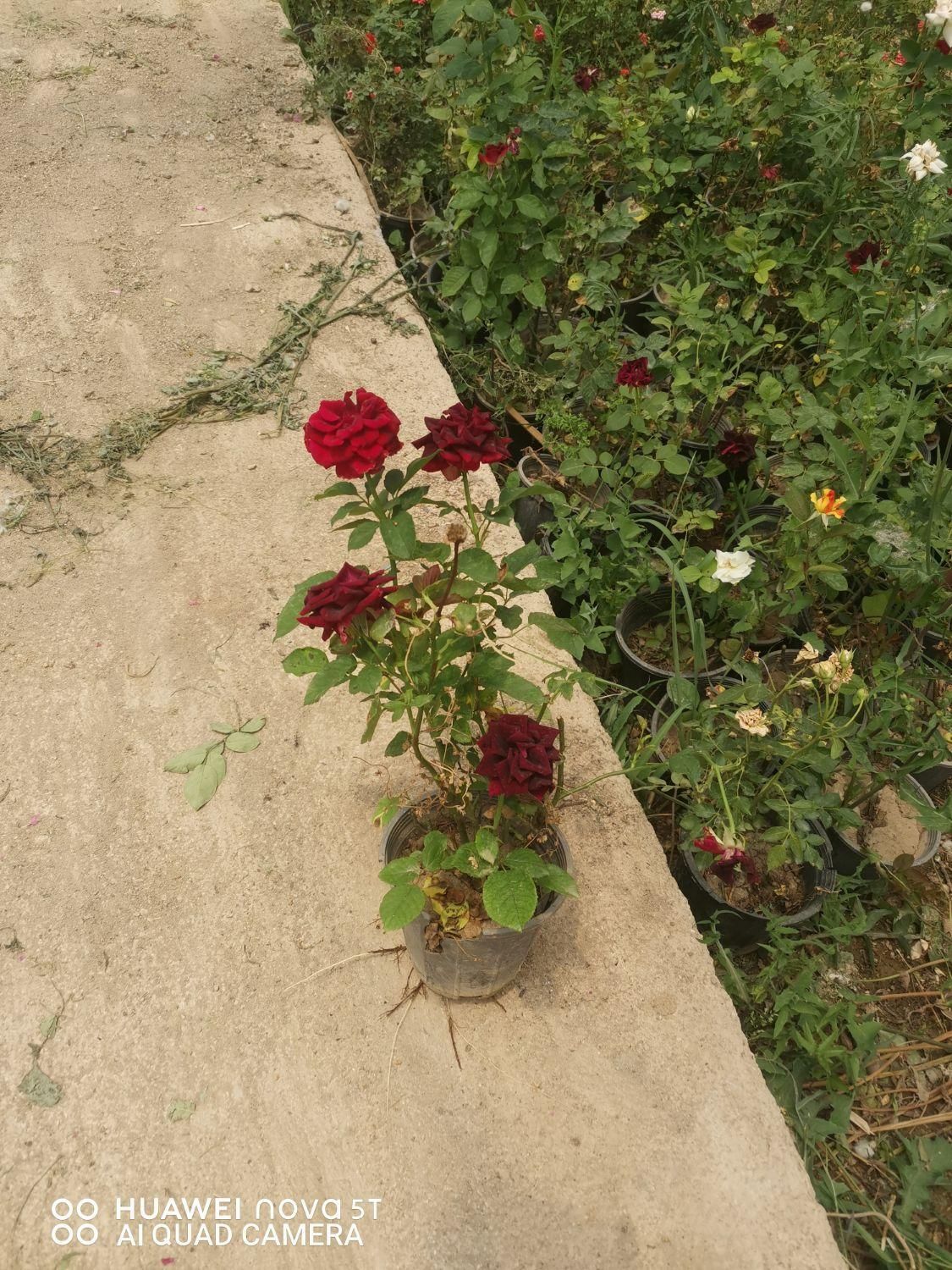 گل رز  ،گل محمدی سایز گلدان بزرگ|گل و گیاه طبیعی|شیراز, شهرک پرواز|دیوار