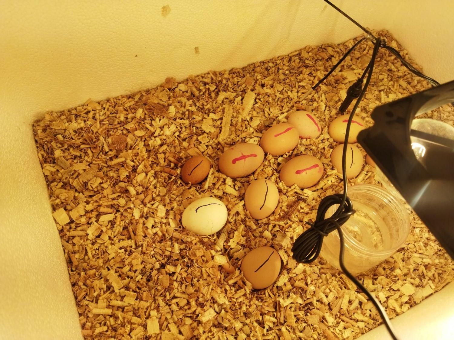 انواع دستگاه جوجه کشی تضمینی تضمینی|لوازم جانبی حیوانات|کرمان, |دیوار