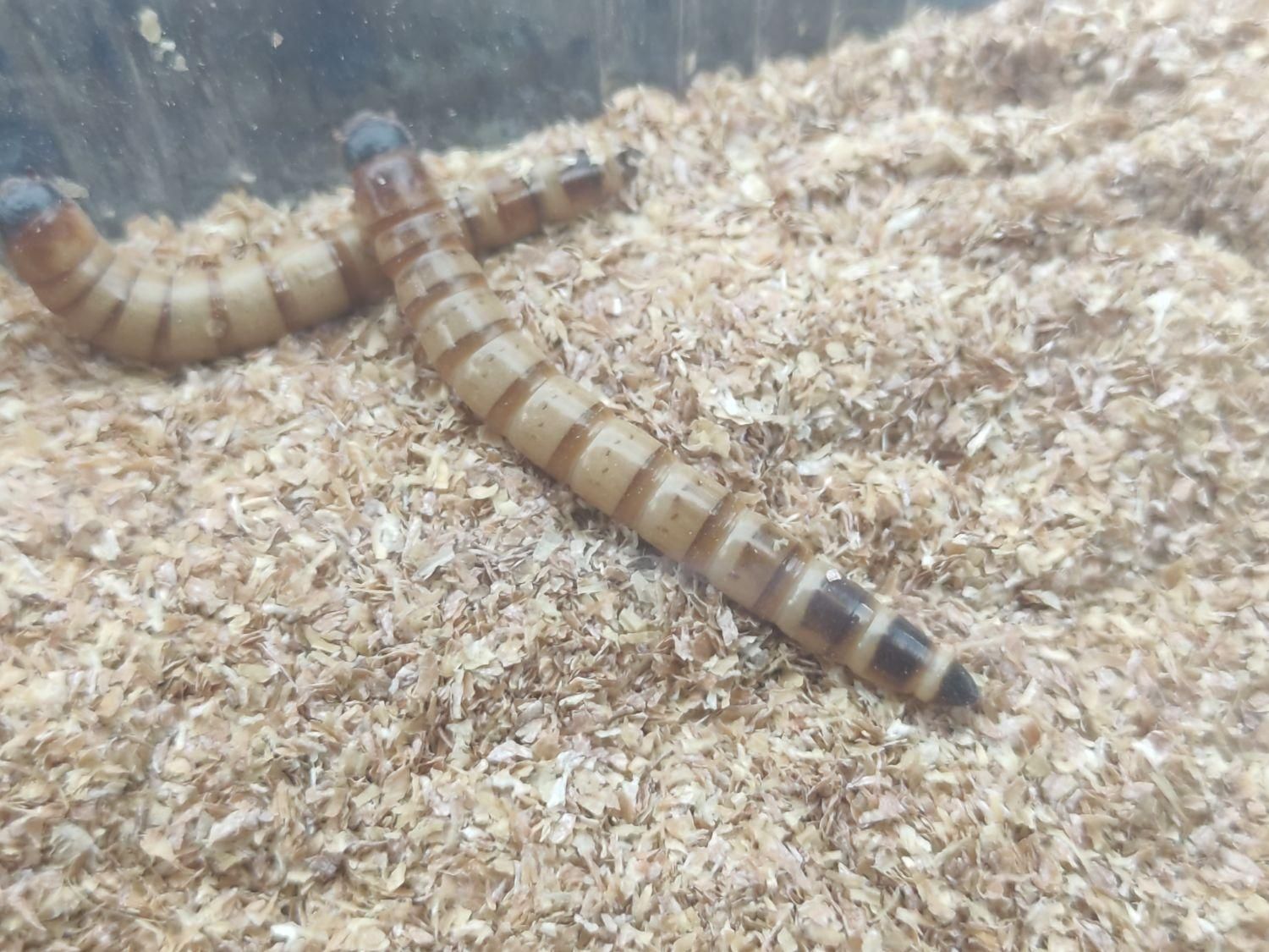 خزندگان جیرجیرک ،کرم ملیورم ،کرم سوپر میلورم|خزنده|مشهد, ملک‌آباد|دیوار