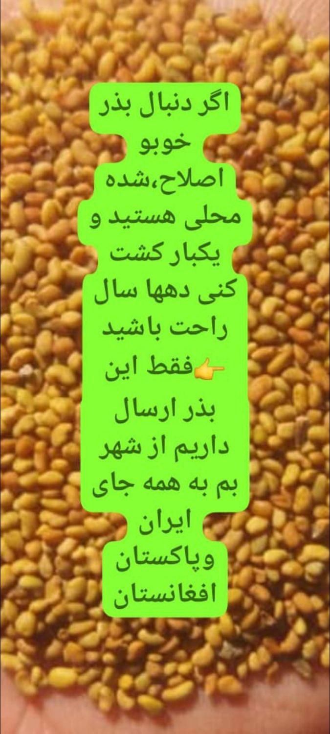 بذر یونجه محلی اصلااح شده بوجاری بمی تضمینی بم|خدمات باغبانی و درختکاری|بم, |دیوار