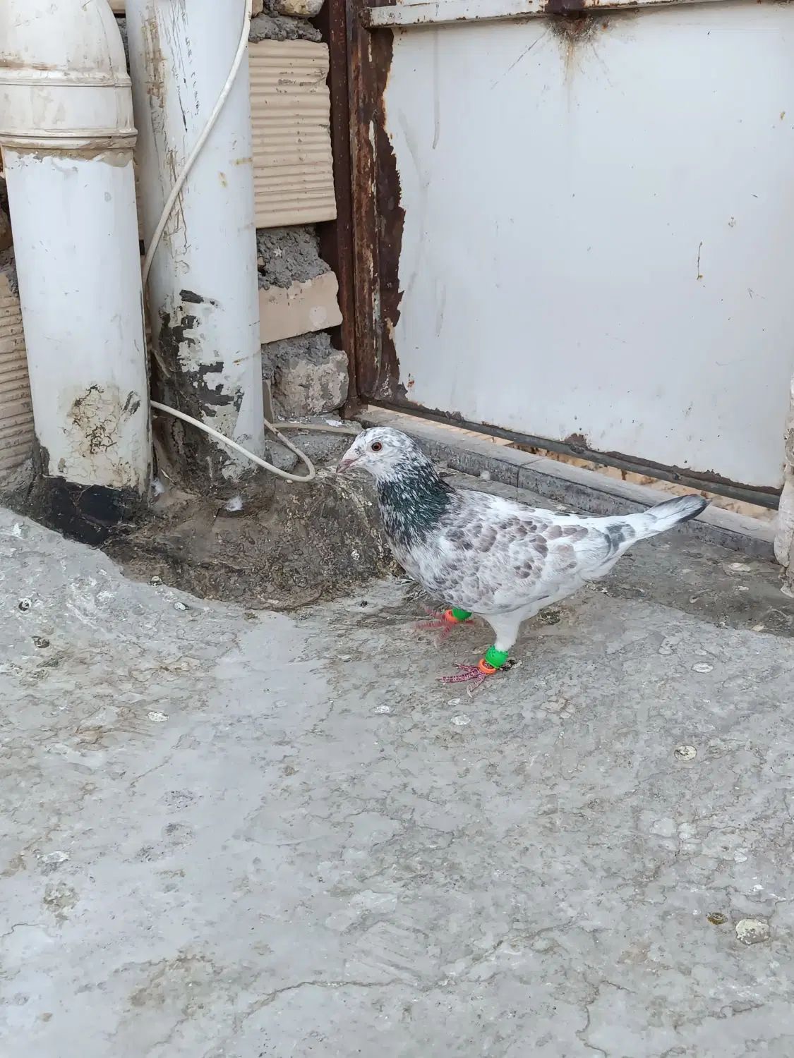 کفتر سار المانی ماده.در چخ کفتر،طور دستی و آبخوری|پرنده|مشهد, کوی دروی|دیوار