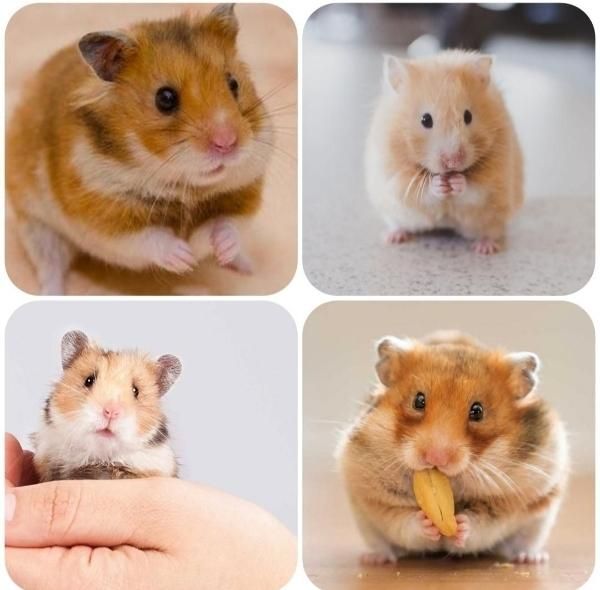 از تولید شخصی تا فروش تخصصی همستر نژادهای مختلف|موش و خرگوش|اصفهان, آهنگران|دیوار