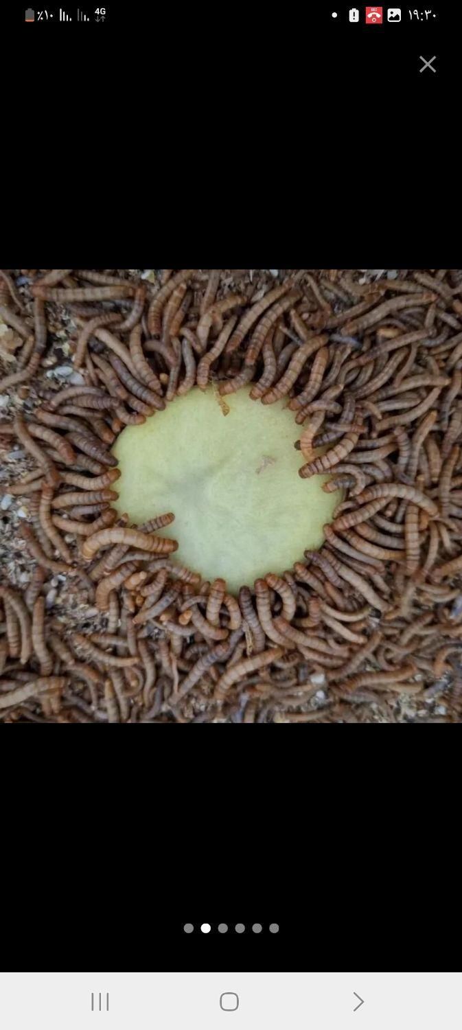 سوسک اصلاح نژاد شده وکرم میلورم|خزنده|الوند, |دیوار