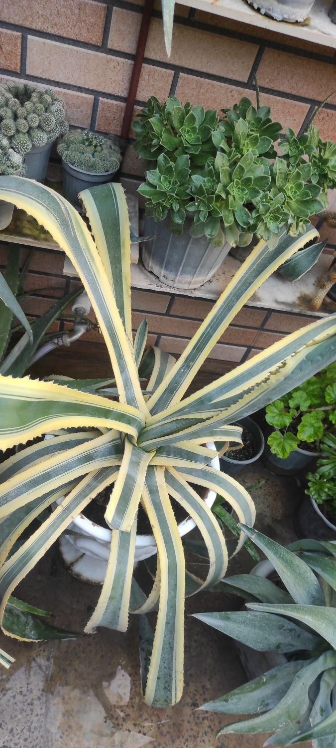 گل اگاو|گل و گیاه طبیعی|اصفهان, قهجاورستان|دیوار