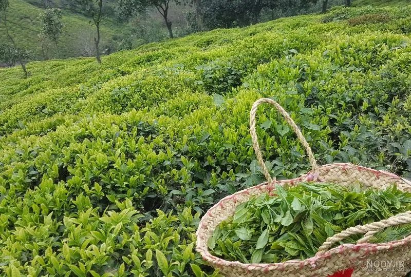 چای قلم بهاره لاهیجان|خوردنی و آشامیدنی|تهران, شمشیری|دیوار