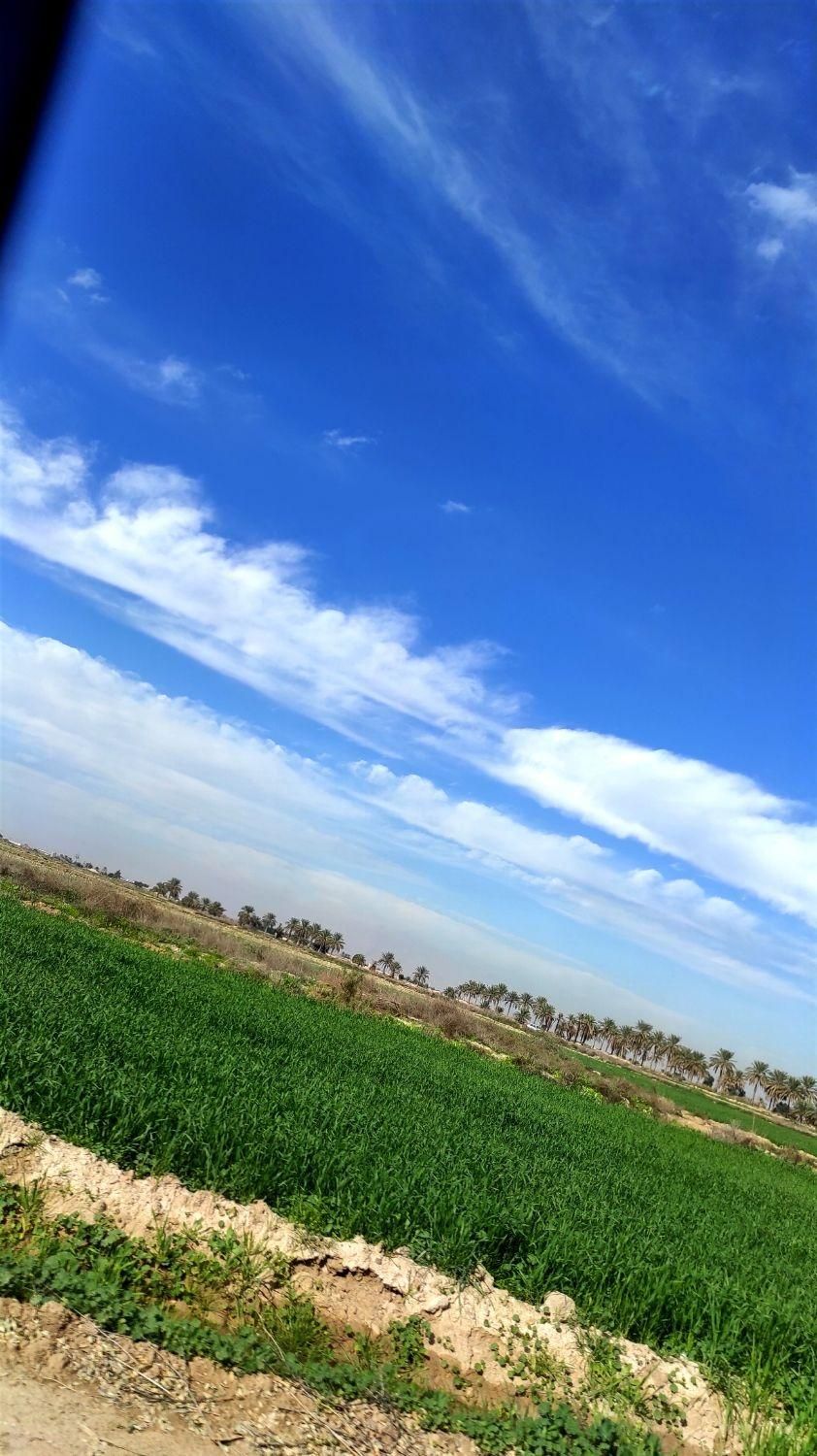 اجاره زمین کشاورزی 3هکتار برای کشت گندم و جو|اجارهٔ دفتر صنعتی، کشاورزی، تجاری|رامشیر, |دیوار