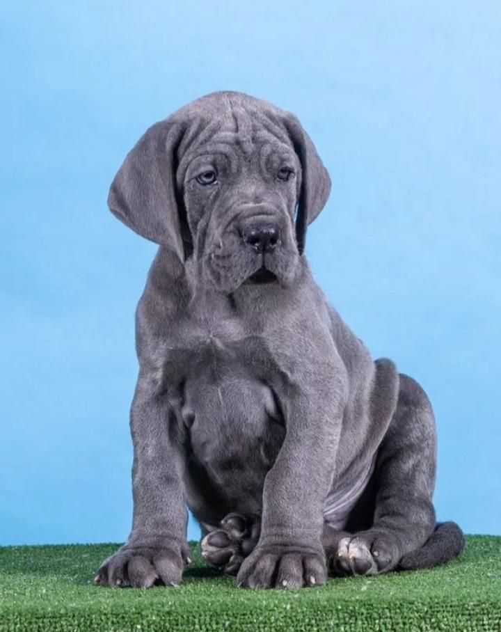 توله گریت دین های وارداتی شجره دار|سگ|تهران, الهیه|دیوار