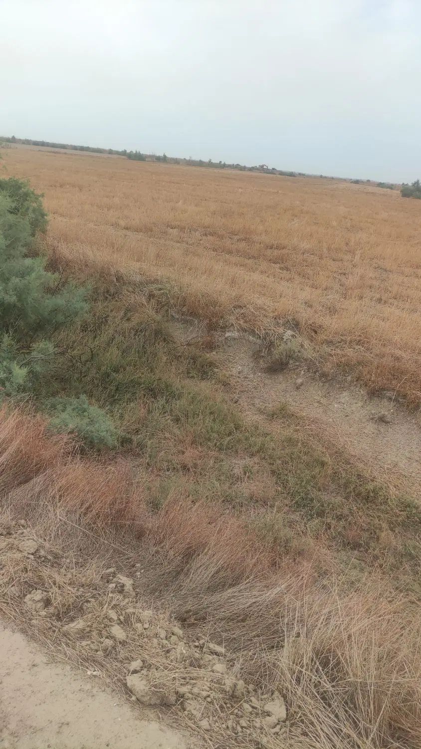 فروش زمین کشاورزی باسندتکبرگ مناسب برای مرغداری|فروش زمین و ملک کلنگی|بهشهر, |دیوار