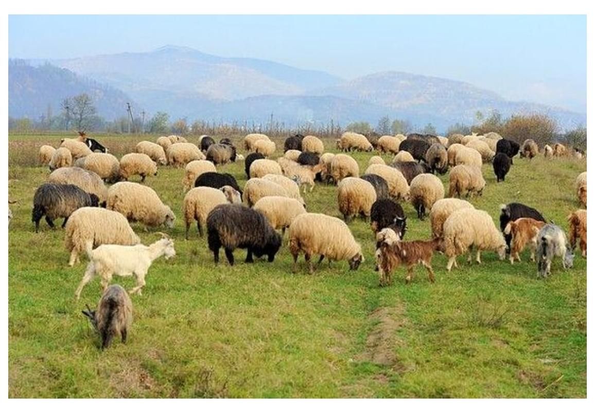 گوسفند زنده جهت قربانی به تمام پردیس بومهن رودهن|حیوانات مزرعه|پردیس, |دیوار