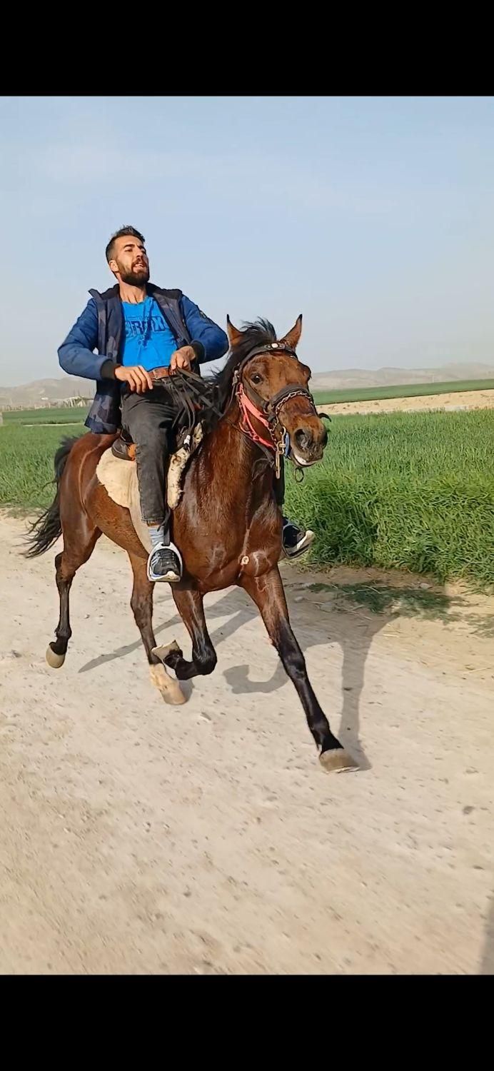 اسب‌اصیل‌یورقه‌۲ساله‌‌‌‌‌پسرتوفان‌قهرمان‌‌|اسب و تجهیزات اسب‌سواری|قوچان, |دیوار